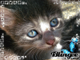kitty