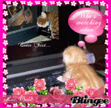 Kitty Watch! Who's Watching Whom?