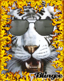 tigre blanc