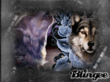 dark wolf