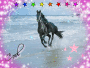 The horse luvers