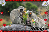 monos con su bebe