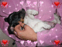 Balou