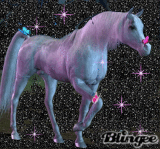 pferd