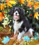 autumn dog