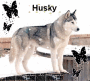 husky