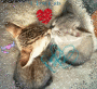 I Love Cats