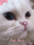 Pussy Pussy