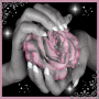 perfect rose