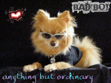 bad boy