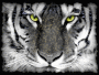 Mystical Tiger