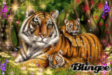 family tigers