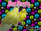 stop staring
