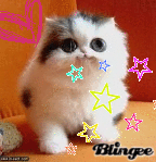 Bug eyed kitty