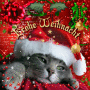 kitty_8891
