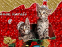 i gattini vi augurano un buon natale... i gattini vi augurano un buon natale...