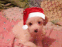 puppy puppy