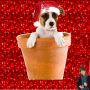 Cute Doggy