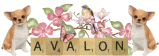Avalon51