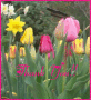Thank You Tulips Thank You Tulips