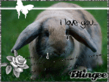 lapin triste