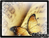 schmetterling