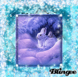 winter rabbits