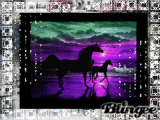 cheval au coucher de soleil