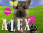 Alex the german shepherd