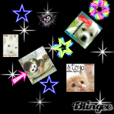 dogs cats & co
