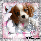 chien de popo trp mimi nn?