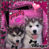 husky lov3 !!!!