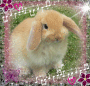 cute bunny