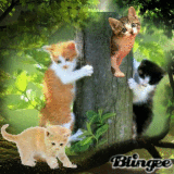 kittens in tree kittens in tree