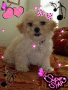 Zoey