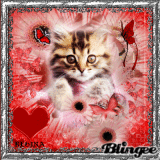 UN AMOUR DE CHAT