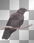 raven ©dK