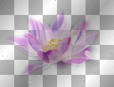 Flower Flower