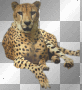 wild cat