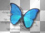 LATO SUMMER  TRANSPARENT DECO BUTTERFLY TEXT BLUE