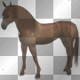 amon // horse