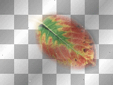 Autumn leaf 