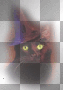 amon // cat