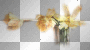 AJESIEN AUTUMN FALL TRANSPARENT FLOWER YELLOW