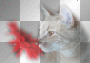 cat -->Ele18cullen<--