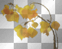 leaves..