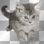 chat qui danse