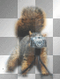 Funny photographer!!!