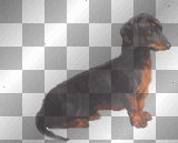 MELBA  PERRO