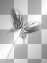 Butterfly deco black white 